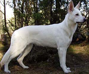 Beutiful Beast V.H. Oekense Land "Minto"