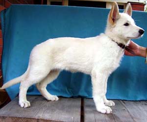 Erijane's X'Clusive Diva "Nala"