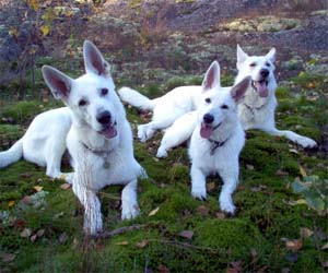 Rommi & Kiwi & Beni