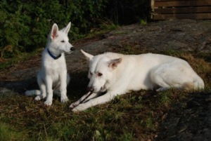 Beni & Rontti