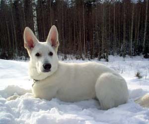 Majestics Romeo