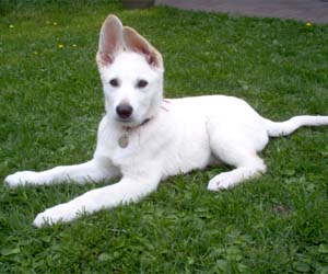 Beautiful Beast van het Oekenseland