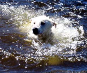 Beautiful Beast van het Oekenseland