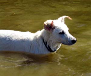 Beautiful Beast van het Oekenseland