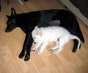 "Haiti" & Erijane's X'Clusive Diva "Nala"