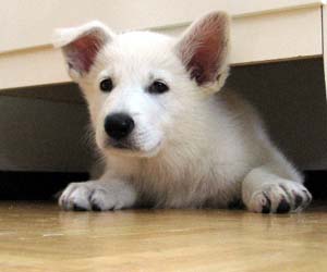 "Rollo" uudessa kodissa