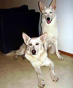 Talviy�n Lunitari "Beni" & Erijane's Exclusive Diva "Nala"