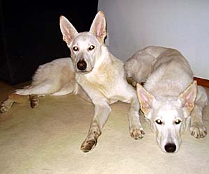 Beautiful Beast van het Oekenseland "Minto" & Erijane's Exclusive Diva "Nala"