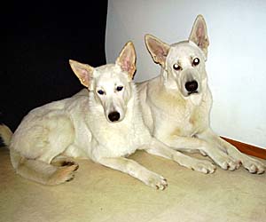 Erijane's Exclusive Diva "Nala" & Majestic's Romeo "Rommi"