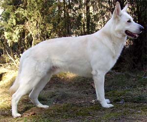 Talviy�n Lunitari "Beni"